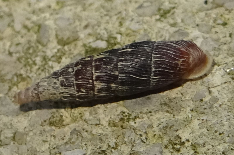 Macrogastra attenuata - Clausiliidae